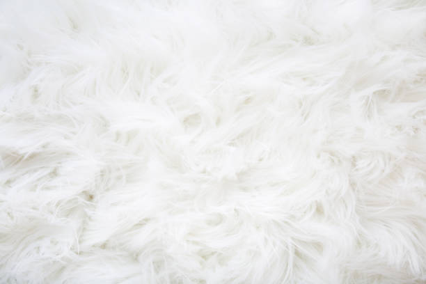 istock Light, white, furry coat background. Empty place for text, quote or sayings. Closeup. Top down view. 1253479489