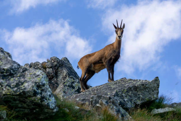 istock Chamois Tatra ( Rupicapra rupicapra tatrica ). Tatra Mountains. 1253481144
