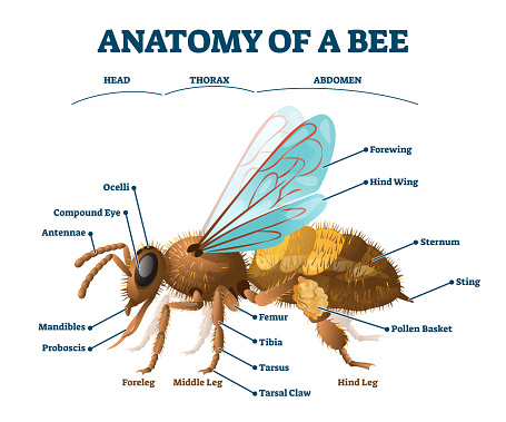 Anatomy of bee educational labeled body structure scheme vector illustration. Biological description with insect head, thorax and abdomen detailed parts names. Examination for zoology handout purpose.