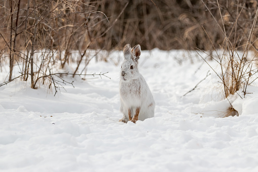 Adult Snowshoe Hare with white winter coat