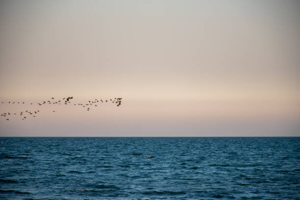 istock Birds on the sea 1253485125
