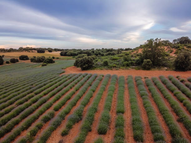 istock Lavender fields. Summer sunset landscape in Brihuega 1253485397