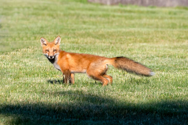 istock Red Fox Kit stretching in the late day sun 1253486063