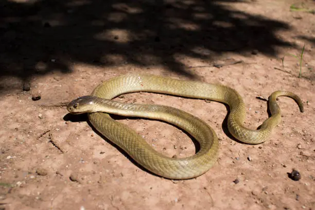 Photo of Cobra in thailand reptile deadly