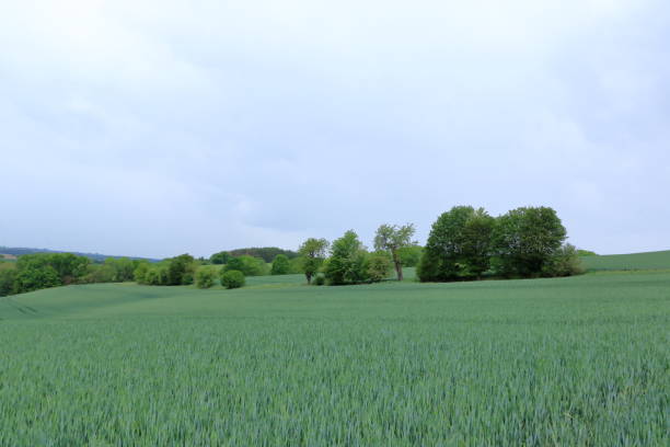 istock Minimalist garden landscape with trees, bushes and different plants on a cloudy day 1253486355