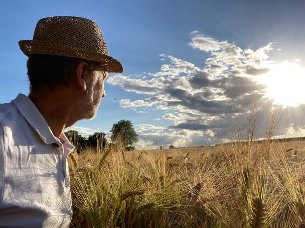 istock Watching field of Barley 1253486367