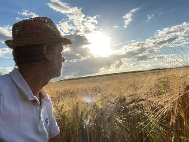 istock Watching field of Barley 1253486408