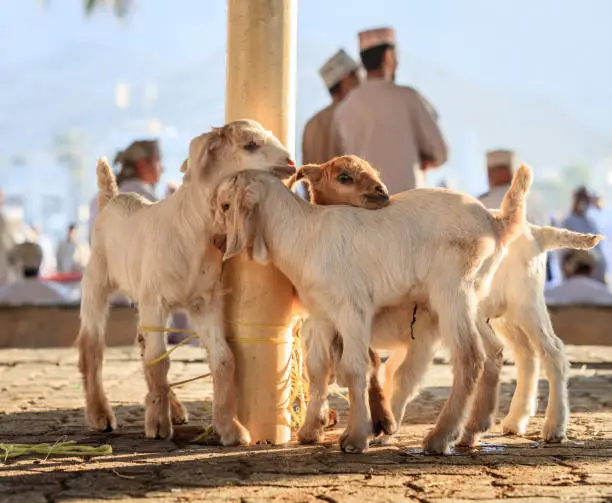 Young goats on display at goat market in Nizwa, Oman