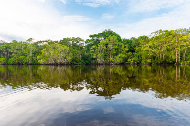 Amazon Rainforest Reflection Amazon Rainforest reflection in a lagoon. The Amazon river basin comprise the countries of Brazil, Bolivia, Colombia, Ecuador, Guyana, Suriname, Peru and Venezuela. tortuguero national park stock pictures, royalty-free photos & images