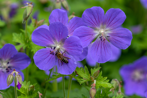 Close shot of meadow cranesbill with a bee.