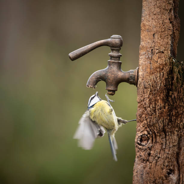 istock Image of Blue Tit bird Cyanistes Caeruleus on wooden post with rusty water tap in Spring sunshine and rain in garden 1253488607