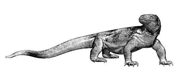 Vector illustration of Vintage drawing of Komodo dragon illustration on white BG
