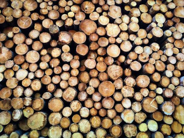 A full frame image of a large stack of cut trees in British Columbia, Canada.