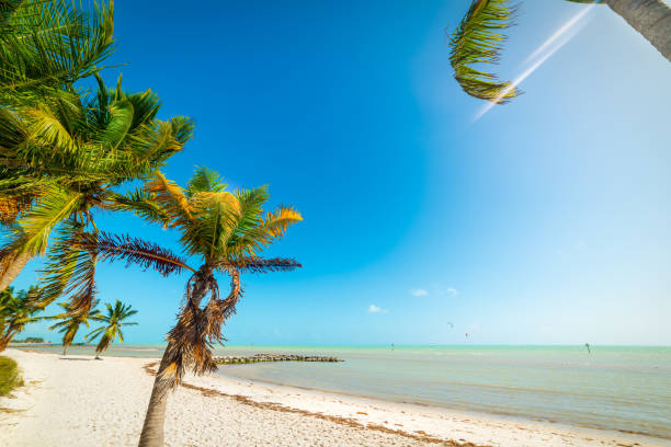 istock Palm trees and white sand in Smathers Beach 1253490884