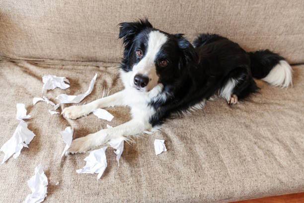 naughty ludique chiot chien border collie après méfait mordre papier toilette couché sur le canapé à la maison. chien coupable et salon détruit. dommages maison désordonnée et chiot avec le regard coupable drôle - dog home interior loneliness destruction photos et images de collection