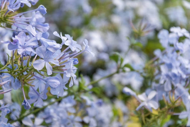 istock Blue jasmine flowers with soft blur background 1253491792