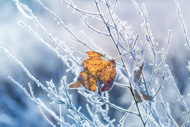 冬の背景。枝の上の凍った紅葉は、ホアフロストやライムで覆われています。 - snow leaf branch winter ストックフォトと画像