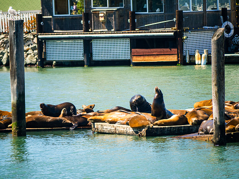 Large group of seals relaxing on wooden deck at the pier of Fisherman's Wharf in San Francisco downtown district, the United States