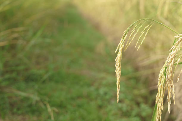 Full grown yellow rice field ready to harvest in Asian country