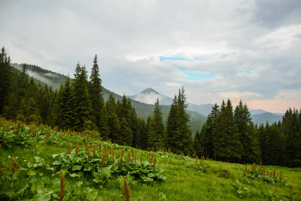 istock Summer landscape in the Carpathian mountains 1253495572