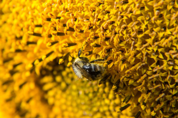 Photo of Bee is pollinating the sunflower and collects the nectar.