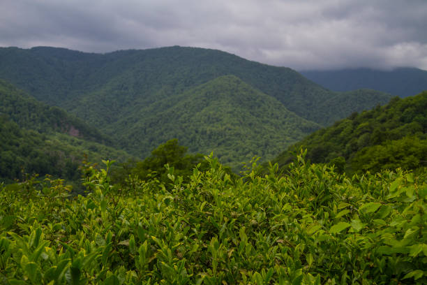istock Krasnodar tea plantation 1253498550