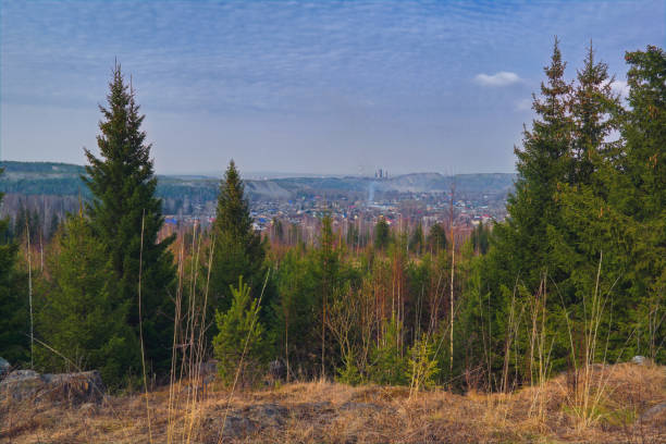 istock Forest meadow field landscape. Early spring forest meadow view. Forest meadow scene. 1253498798