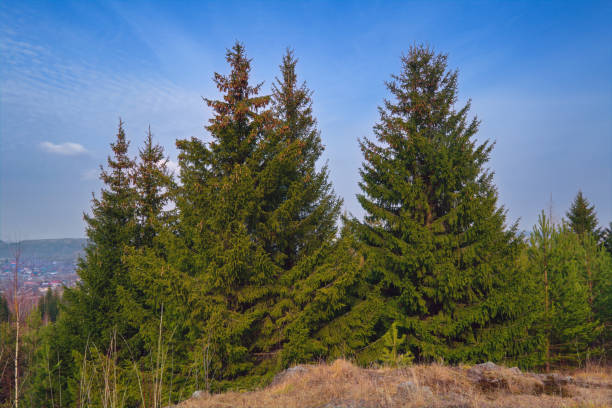 istock Forest meadow field landscape. Early spring forest meadow view. Forest meadow scene. 1253498800