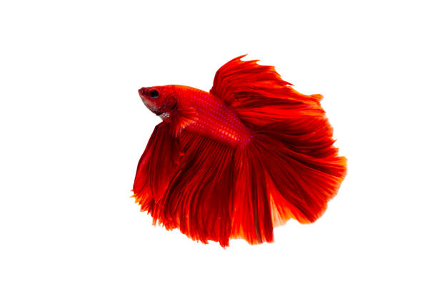 istock Super red betta fish. Siamese fighting fish isolated on white background. Thailand. 1253499973