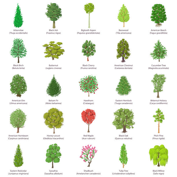zestaw ikon typów drzew, styl izometryczny - elm tree obrazy stock illustrations