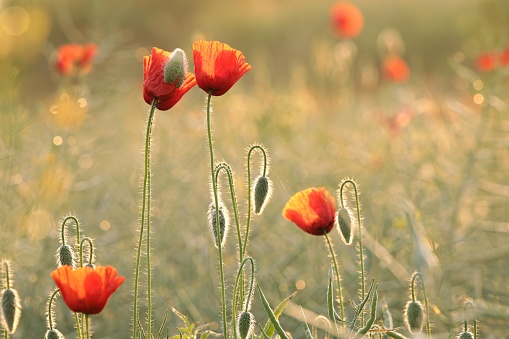 Poppies in the field at sunrise