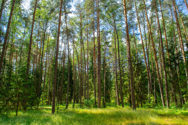 Beautiful summer forest in bright sunshine. Sunny pine forest Beautiful summer forest in bright sunshine. Sunny pine forest. Summer sunny forest timberland arizona stock pictures, royalty-free photos & images