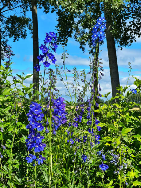 istock Blue delphiniums in the garden 1253502996