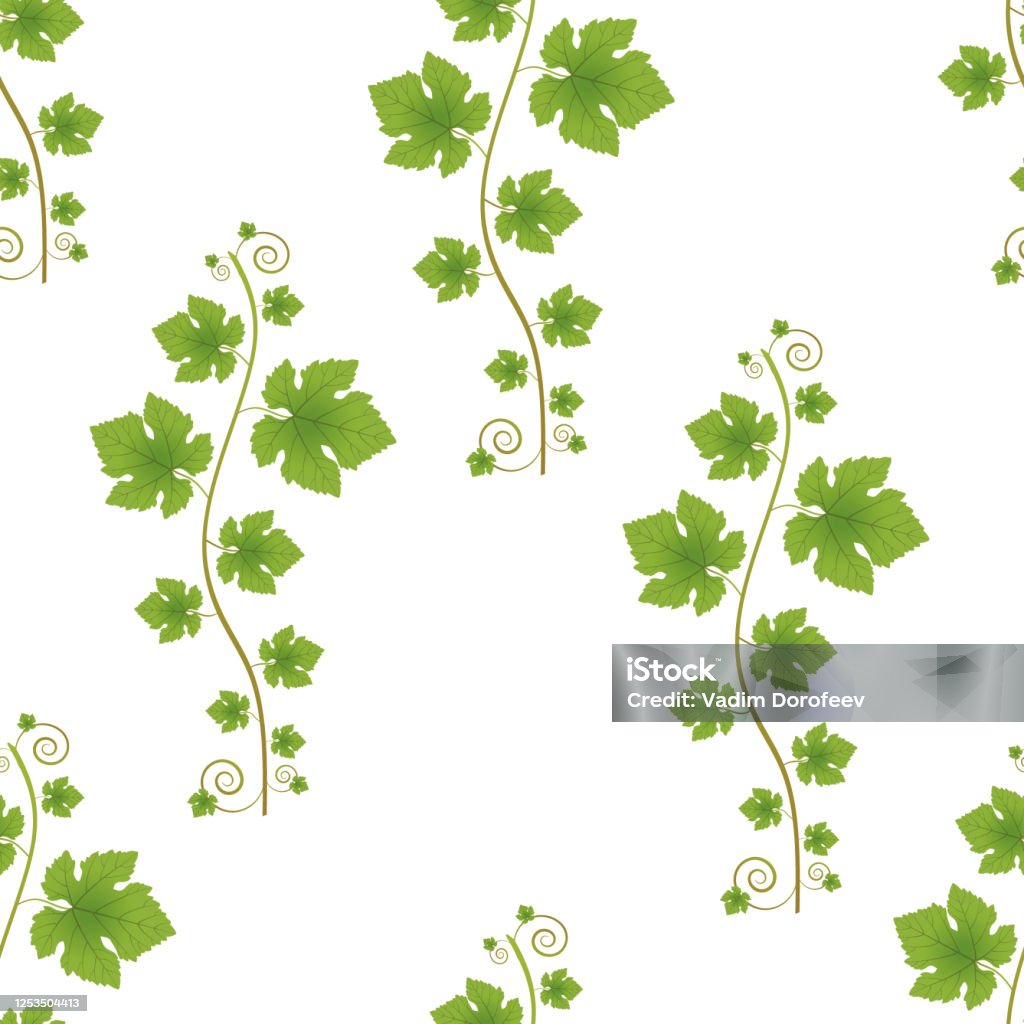 Grapevine Pattern Vector Grapevine Seamless Pattern On A White Background Stock ...