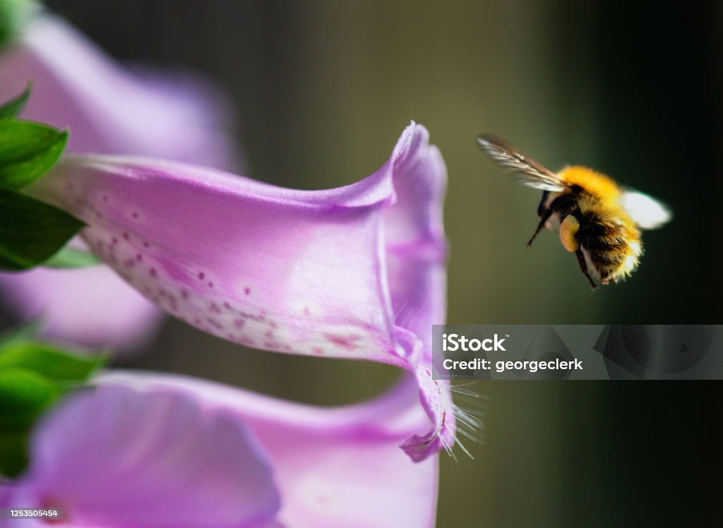 Hummel Fliegt In Fuchshandschuhblume Stockfoto und mehr Bilder von Biene -  Biene, Fingerhut - Blume, Hummel - iStock