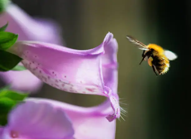 Macro image of a bumblebee, with a full pollen sack visible on its hind legs, flying into a purple foxglove flower.