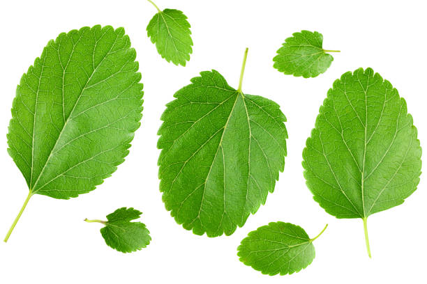 istock Mulberry leaves isolated on white background. top view 1253506249