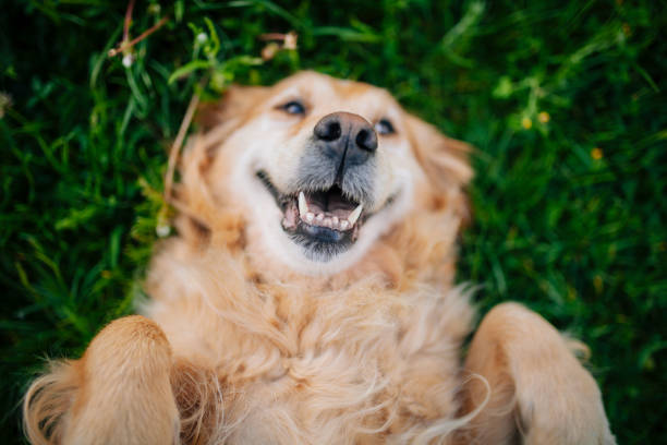 Serbia, Animal, Animal Body Part, Animal Themes, Canine