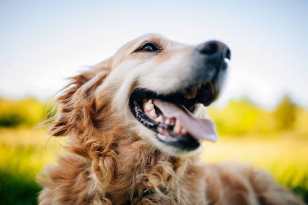 golden retriever liegengras - retriever golden retriever dog happiness stock-fotos und bilder