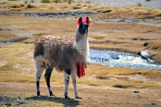 Young animal - Lonely Alpaca andean llama, animal wildlife in Bolivian Andes altiplano and Idyllic Atacama Desert, Volcanic landscape panorama – Potosi region, Bolivian Andes, Chile, Bolívia and Argentina border