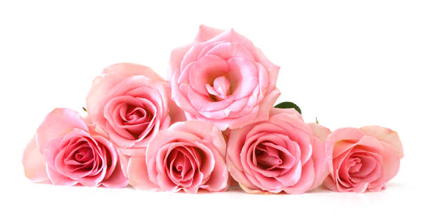 istock Bunch of pink roses isolated on white 1253506484