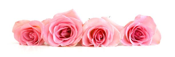 istock Bunch of pink roses isolated on white 1253506543