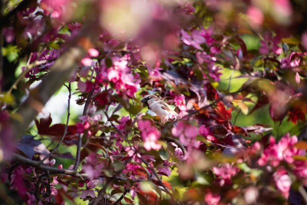 istock Sparrow in pink blossom 1253506557
