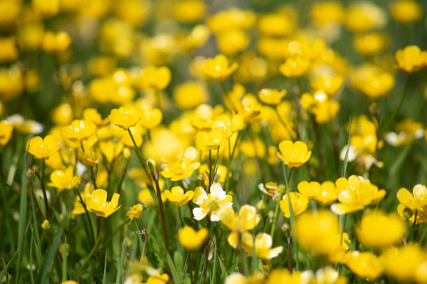 istock Field of yellow buttercups 1253506701