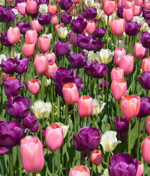 istock Colorful tulips in the garden 1253507803