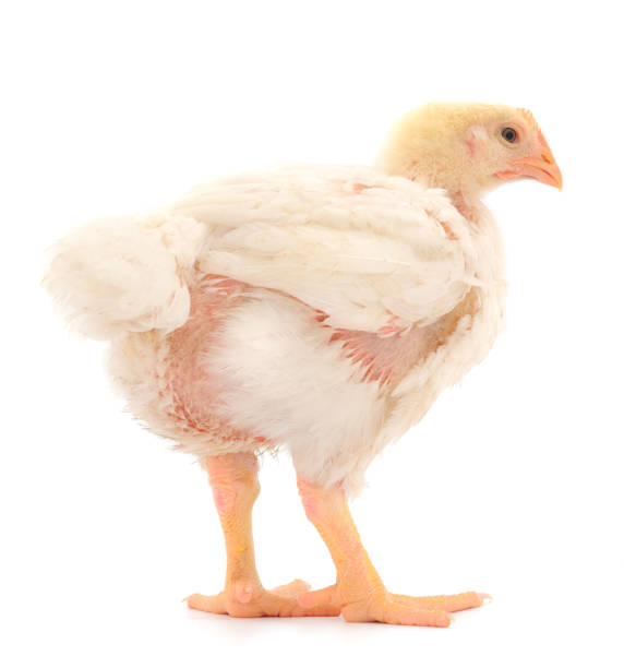 istock One chicken or young broiler chickens. 1253507823