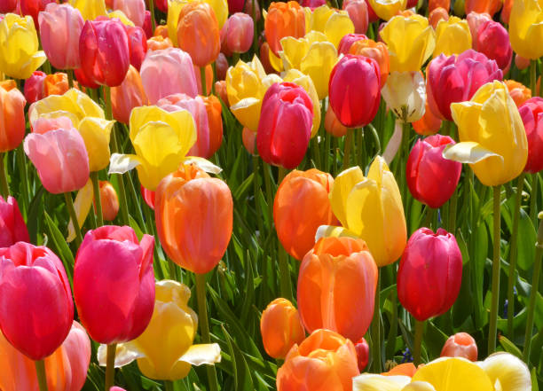 istock Colorful tulips in the garden 1253507871