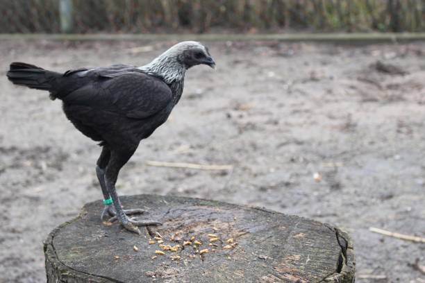 istock black long-legged chicken, MEZK 1253508788