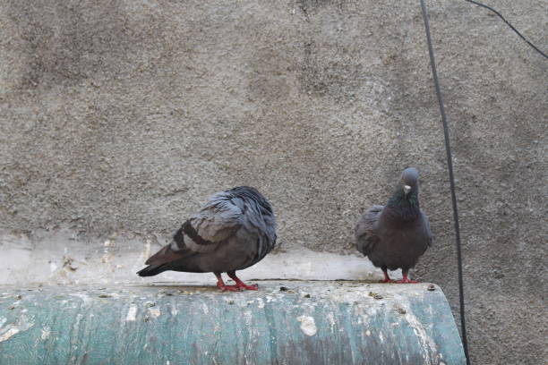 istock Pigeon birds on roof with cement wall 1253508860