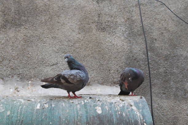 Pigeon birds on roof with cement wall